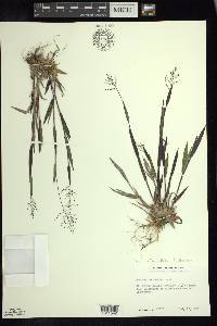 Dichanthelium acuminatum subsp. lindheimeri image