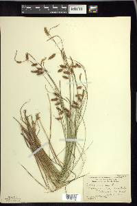 Carex limosa image