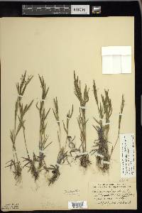 Panicum acuminatum image