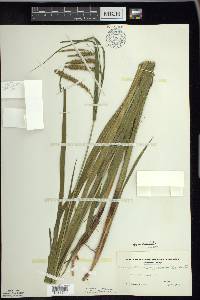 Carex gynandra image