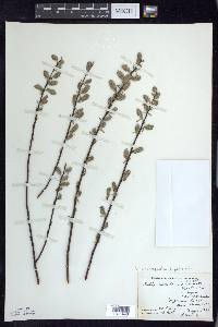 Salix sericea image