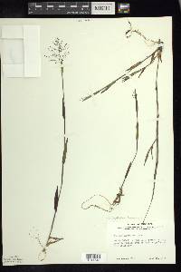 Dichanthelium acuminatum subsp. lindheimeri image