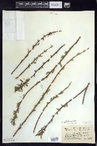 Salix petiolaris image