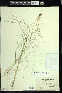 Carex atlantica subsp. capillacea image