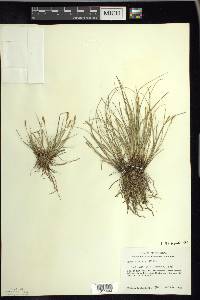 Carex sterilis image