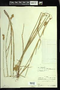 Carex adusta image