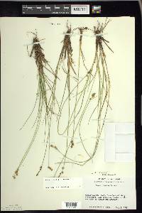 Carex sterilis image