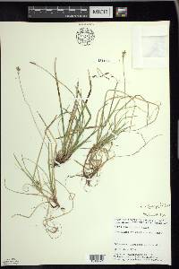 Carex pedunculata image