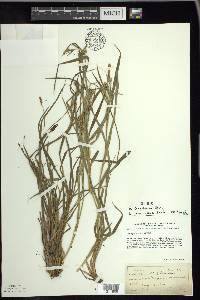 Carex scabrata image