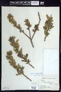 Salix lucida image