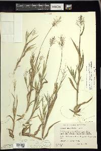 Panicum acuminatum image