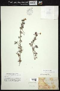 Ranunculus aquatilis image