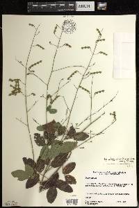 Desmodium glabellum image