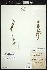 Ranunculus aquatilis image