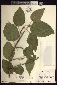 Populus grandidentata image