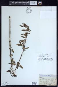 Salix amygdaloides image