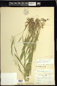Panicum acuminatum image
