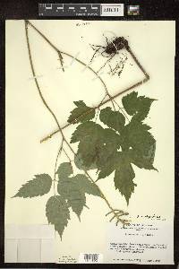 Actaea pachypoda image