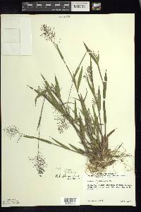 Dichanthelium acuminatum subsp. lindheimeri image