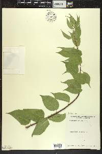 Celastrus scandens image