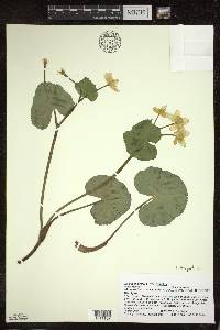 Caltha palustris image