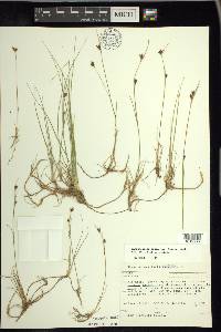 Rhynchospora fusca image