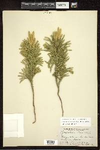 Dendrolycopodium dendroideum image