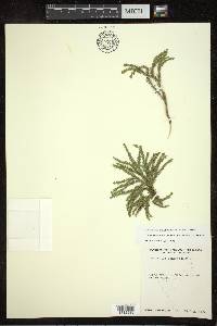 Dendrolycopodium dendroideum image