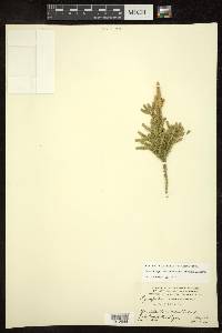 Dendrolycopodium dendroideum image