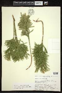 Dendrolycopodium dendroideum image