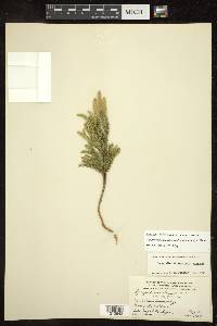 Dendrolycopodium dendroideum image