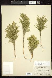 Dendrolycopodium dendroideum image