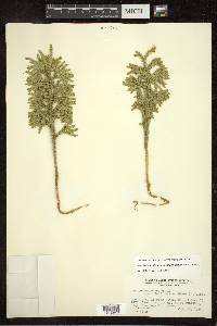 Dendrolycopodium dendroideum image