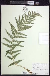 Dryopteris filix-mas image