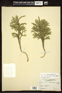 Dendrolycopodium dendroideum image