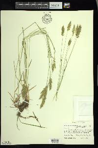 Anthoxanthum odoratum image