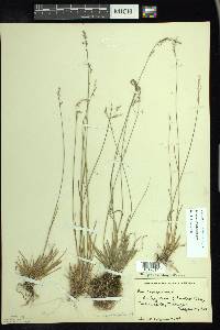 Poa glauca image