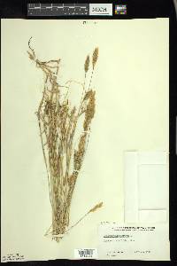 Anthoxanthum odoratum image