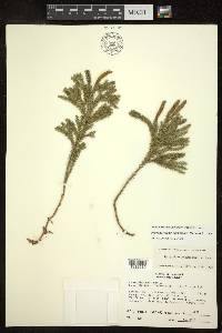 Dendrolycopodium dendroideum image