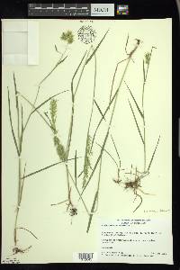 Anthoxanthum odoratum image