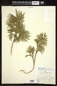 Dendrolycopodium dendroideum image