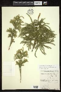 Dendrolycopodium dendroideum image