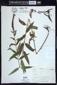 Veronica longifolia image