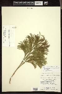 Dendrolycopodium hickeyi image