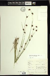 Rhynchospora capitellata image