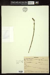 Equisetum fluviatile image