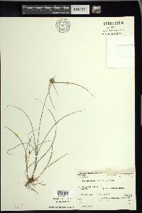 Cyperus filiculmis image