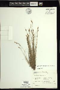 Rhynchospora capitellata image