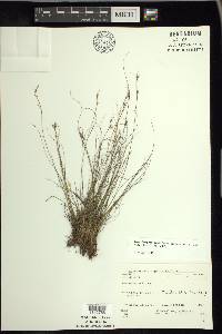 Rhynchospora capitellata image