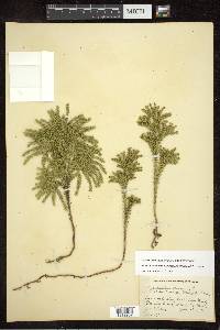 Dendrolycopodium dendroideum image